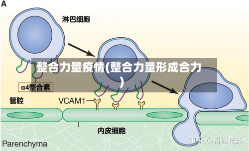 整合力量疫情(整合力量形成合力)